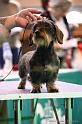 Crufts2011_2 1063